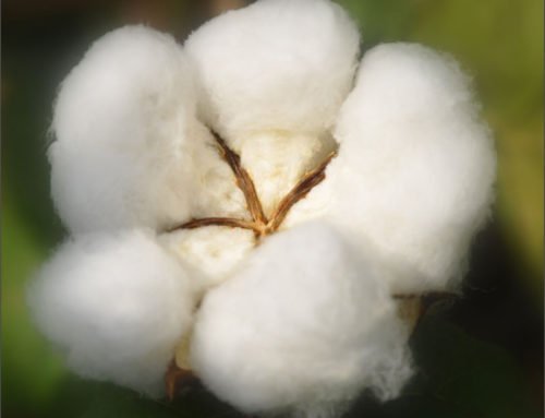 GEAR UP WITH  FIVE NEW COTTON HYBRIDS